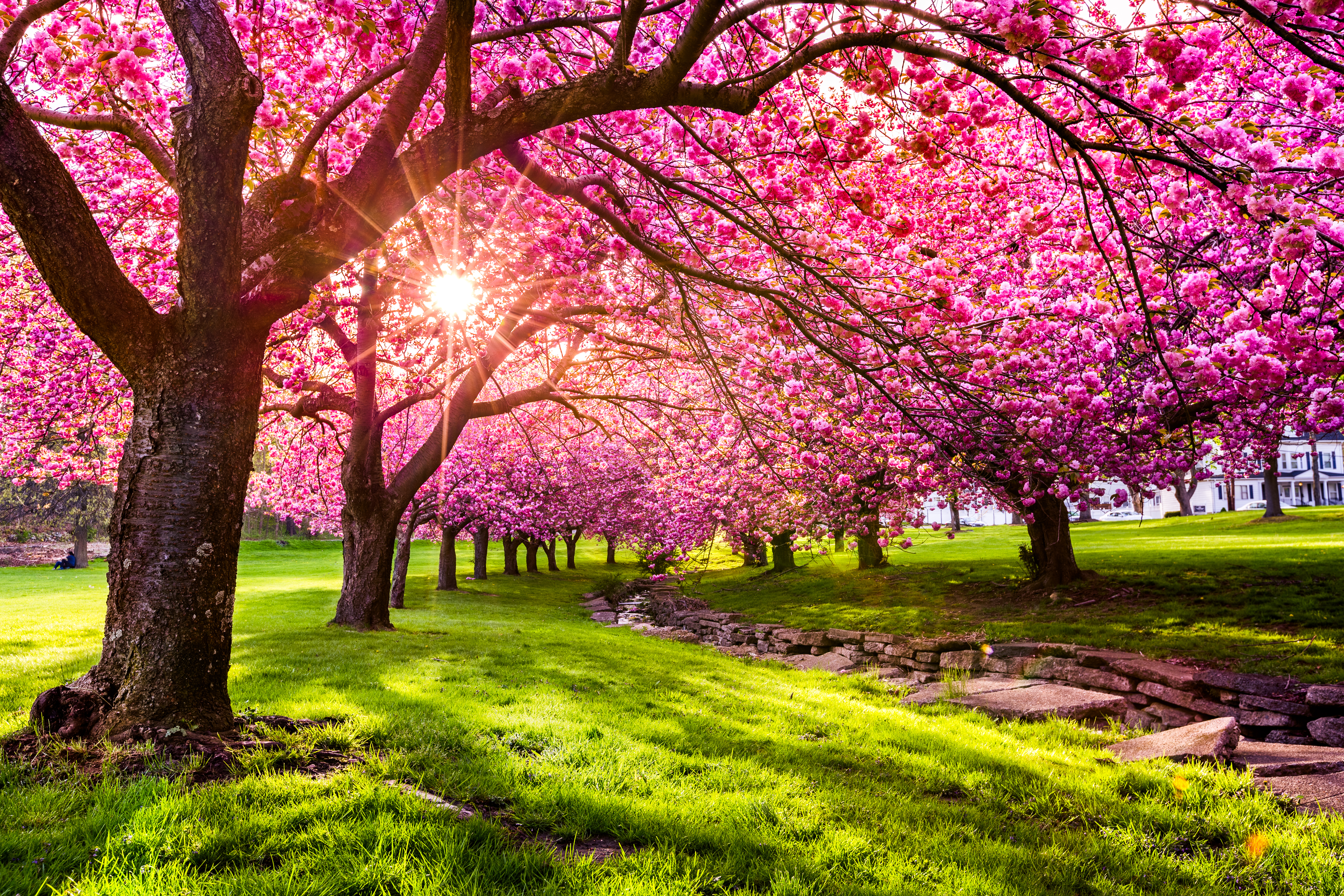 Several cherry blossom trees in full bloom and green grass