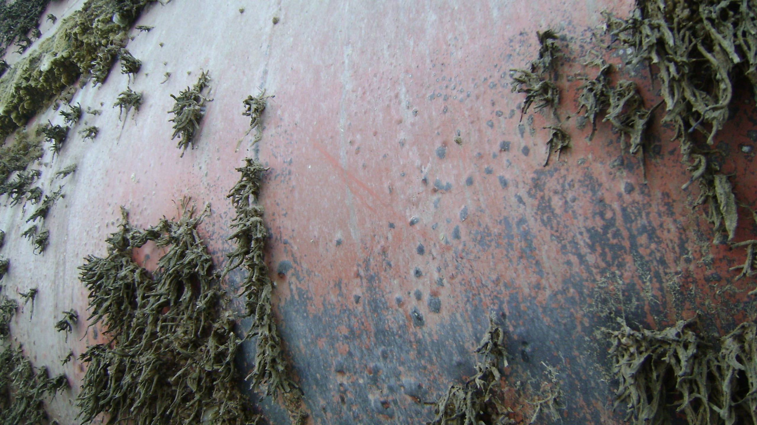 A ship hull with seaweed